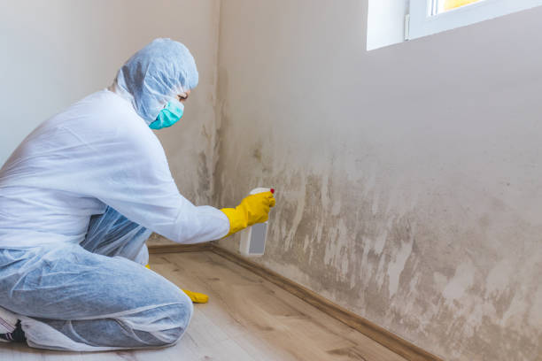 Licensed Basement Mold Remediation service in McKinney, TX - Car Mold Remediation