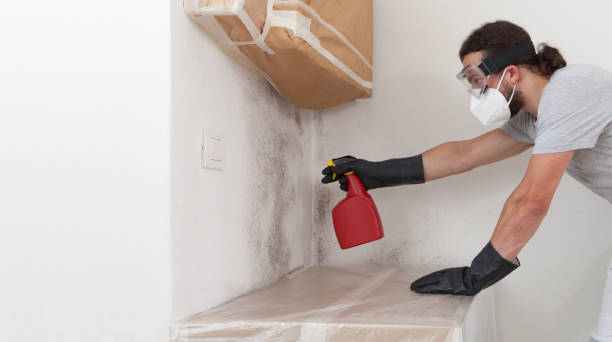 Professional Basement Mold Remediation technician working in McKinney, TX