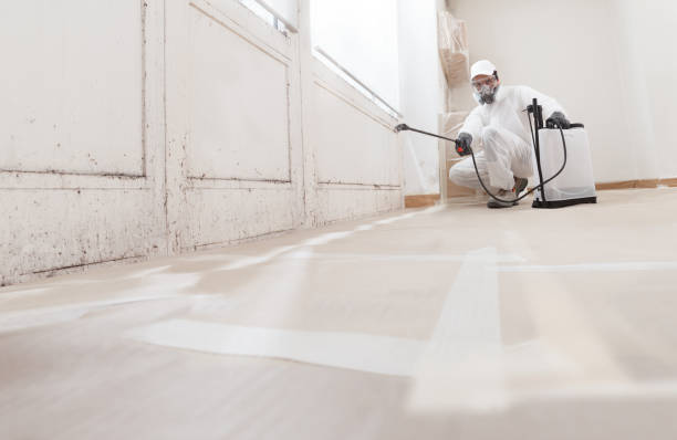 24/7 Emergency Basement Mold Remediation experts in McKinney, TX