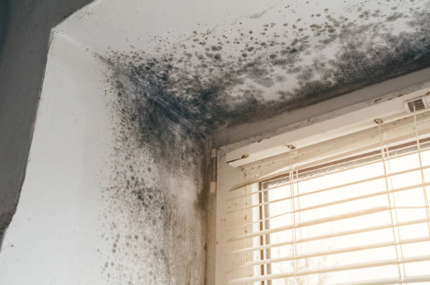 Affordable Basement Mold Remediation solutions in McKinney, TX