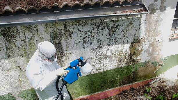 Top rated local Basement Mold Remediation specialists in McKinney, TX